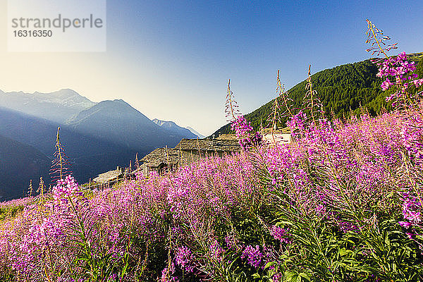 Buntes Weidenröschen (Epilobium) in Blüte  Starleggia  Campodolcino  Valchiavenna  Valtellina  Lombardei  Italien  Europa