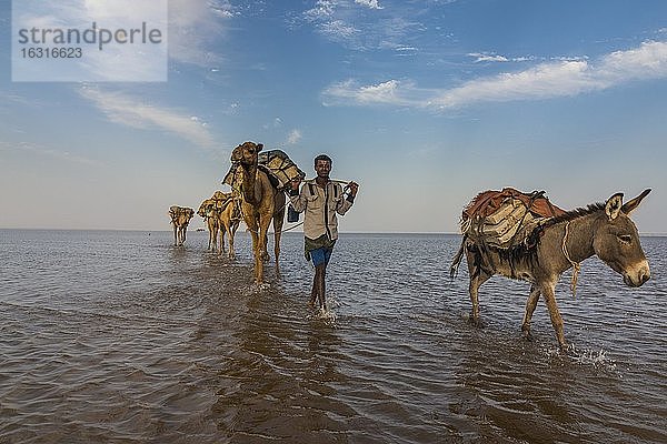 Mit Steinsalzplatten beladene Kamele und Esel laufen durch einen Salzsee  Danakil-Senke  Äthiopien  Afrika