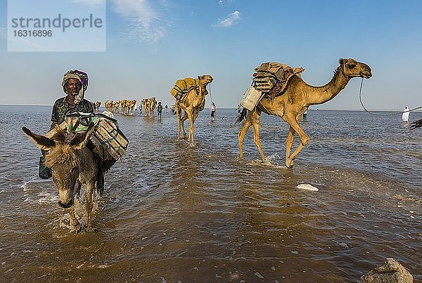 Mit Steinsalzplatten beladene Kamele laufen durch einen Salzsee  Danakil-Senke  Äthiopien  Afrika