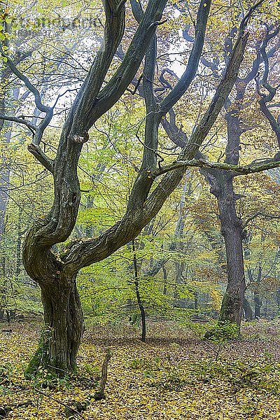 Herbst im Urwald Baumweg  Wald  Hutewald  Baum  Niedersächsische Landesforst  Oldenburger Münsterland  Emstek  Niedersachsen  Deutschland  Europa