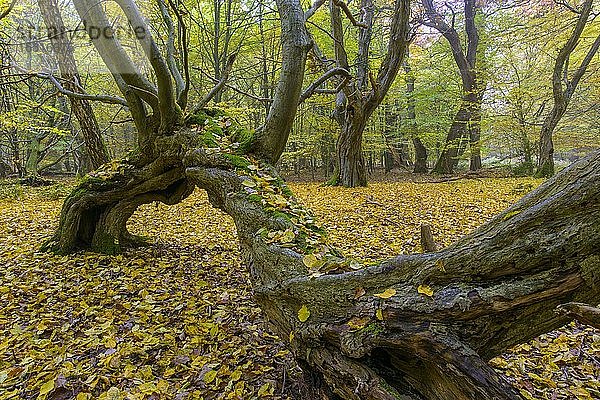 Herbst im Urwald Baumweg  Wald  Hutewald  Baum  Niedersächsische Landesforst  Oldenburger Münsterland  Emstek  Niedersachsen  Deutschland  Europa
