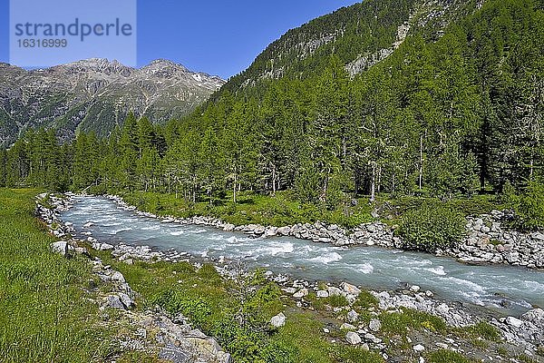 Lärchenwald (Larix)  am Fluss Roseg  Pontresina  Graubünden  Engadin  Schweiz  Europa