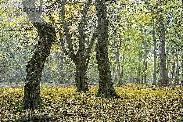 Herbst im Urwald Baumweg  Wald  Hutewald  Niedersächsische Landesforst  Oldenburger Münsterland  Emstek  Niedersachsen  Deutschland  Europa