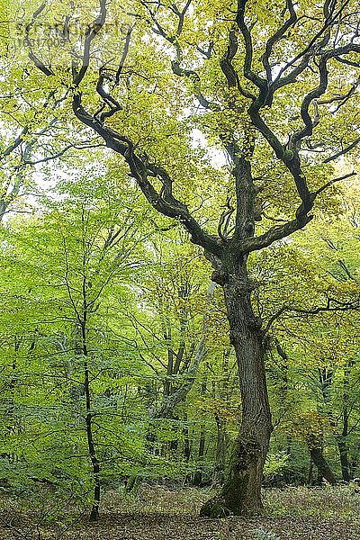 Herbst im Urwald Baumweg  Wald  Hutewald  Kratteiche  Niedersächsische Landesforst  Oldenburger Münsterland  Emstek  Niedersachsen  Deutschland  Europa
