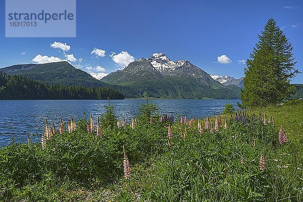 Blühende Lupinen (Lupinus)  hinten Piz da la Margna  Silsersee  Oberengadin  Kanton Graubünden  Schweiz  Europa