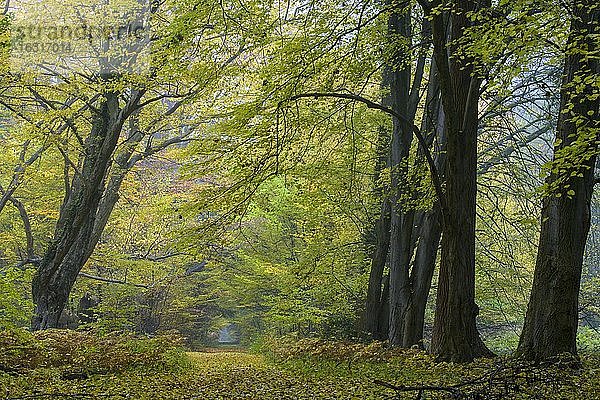 Herbst im Urwald Baumweg  Wald  Hutewald  Baum  Weg  Niedersächsische Landesforst  Oldenburger Münsterland  Emstek  Niedersachsen  Deutschland  Europa