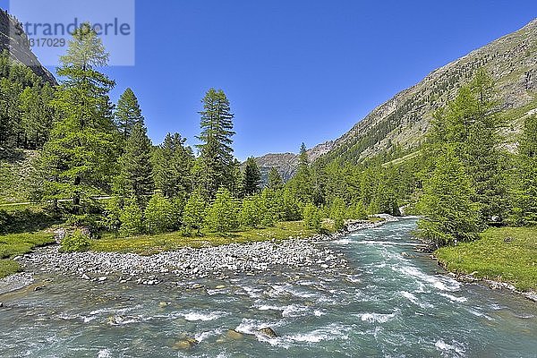 Lärchenwald (Larix)  am Fluss Roseg  Pontresina  Graubünden  Engadin  Schweiz  Europa