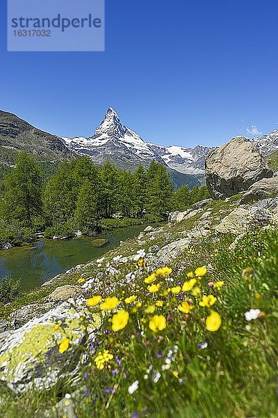 Almwiese von blühenden gelben Blumen am Grindjisee  hinten schneebedecktes Matterhorn  Walliser Alpen  Kanton Wallis  Schweiz  Europa