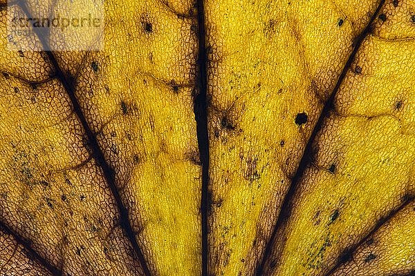 Struktur eines gelblich  herbstlich gefärbten Blattes  Blattfärbung  Oldenburger Münsterland  Emstek  Niedersachsen  Deutschland  Europa