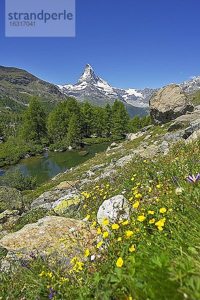 Almwiese von blühenden gelben Blumen am Grindjisee  hinten schneebedecktes Matterhorn  Walliser Alpen  Kanton Wallis  Schweiz  Europa