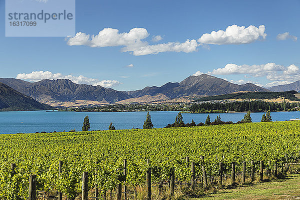 Weinberge am Wanaka See im Sommer  Otago  Südinsel  Neuseeland  Pazifik