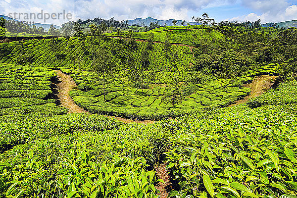 Mit Teebüschen bewachsene Hänge auf der wunderschönen Teeplantage Lakshmi in den Kannan-Dewan-Hügeln westlich von Munnar  Lakshmi  Munnar  Kerala  Indien  Asien