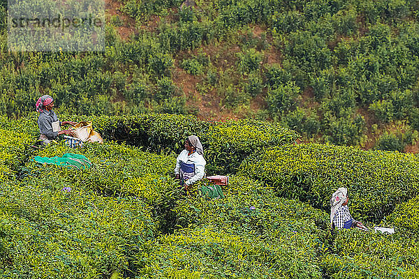 Weibliche Tee-Arbeiterinnen am Morgen auf der Teeplantage Lakshmi in den Kannan-Dewan-Hügeln westlich von Munnar  Lakshmi  Munnar  Kerala  Indien  Asien