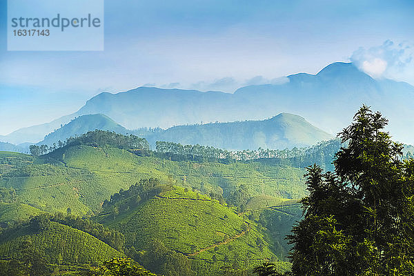 Blick nach Norden über die Teeplantagen von Munnar zu den Western Ghats und dem 2695 m hohen Anamudi  dem höchsten Gipfel in Südindien  Munnar  Kerala  Indien  Asien