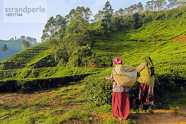 Weibliche Tee-Arbeiterinnen am Morgen auf der Teeplantage Lakshmi in den Kannan-Dewan-Hügeln westlich von Munnar  Lakshmi  Munnar  Kerala  Indien  Asien