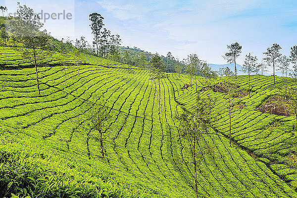Mit Teebüschen bewachsene Hänge auf der Teeplantage Lakshmi in den Kannan Devan-Hügeln westlich von Munnar  Lakshmi  Munnar  Kerala  Indien  Asien