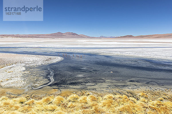 Andenflamingos (Phoenicoparrus andinus)  Laguna Tara  Nationalreservat Los Flamencos  Region Antofagasta  Chile  Südamerika