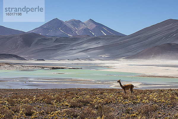 Erwachsene Vikunjas (Vicugna vicugna) in der zentralen Anden-Vulkanzone  Region Antofagasta  Chile  Südamerika