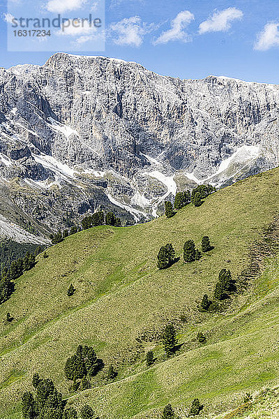 Spärliche Bäume der Zirbe (Pinus cembra) im Grünwald  Dolomiten  Trentino-Südtirol  Italien  Europa