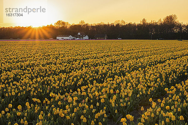 Tulpenfeld bei Sonnenuntergang  Südholland  Niederlande  Europa