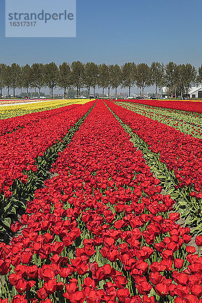 Tulpenfeld im Frühling  Südholland  Niederlande  Europa