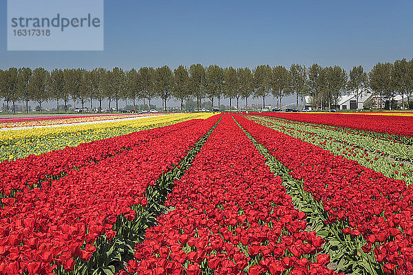Tulpenfeld im Frühling  Südholland  Niederlande  Europa