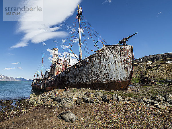 Rostendes Fangschiff auf der verlassenen norwegischen Walfangstation in Grytviken  East Cumberland Bay  Südgeorgien  Polarregionen
