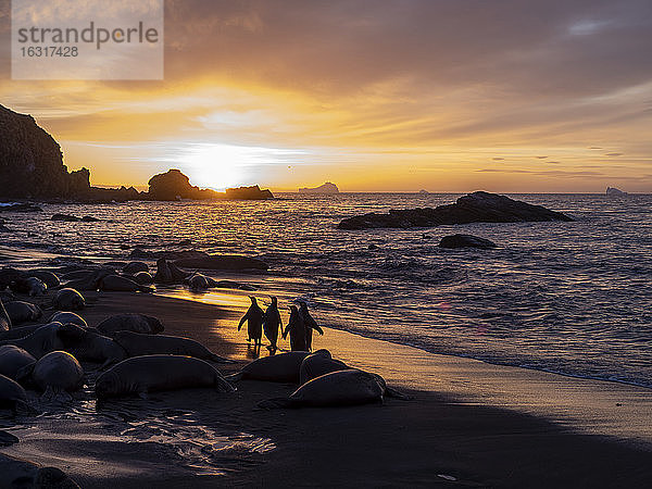 Sonnenaufgang auf der Brutkolonie des Königspinguins (Aptenodytes patagonicus) in Gold Harbor  Südgeorgien  Polarregionen