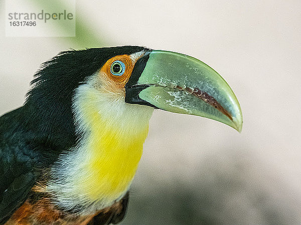 Gefangener Rotbrusttukan (Ramphastos dicolorus)  Parque das Aves  Foz do Iguacu  Bundesstaat Parana  Brasilien  Südamerika
