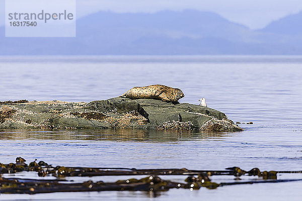 Seehund und Seevogel sehen einander auf einem Felsen in der ruhigen See an  in der Nähe der Alert Bay  Inside Passage  Britisch-Kolumbien  Kanada  Nordamerika