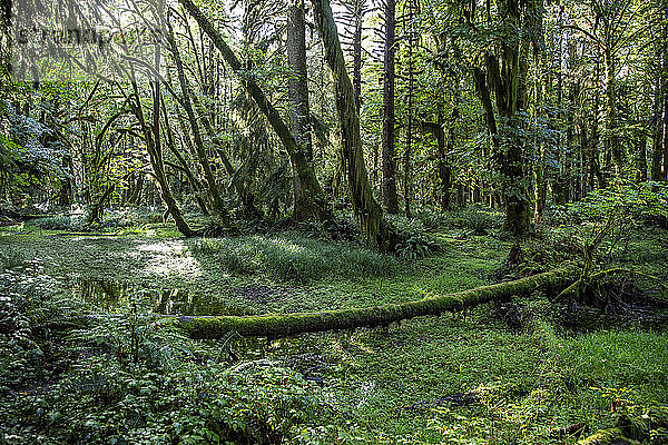 Gemäßigter Regenwald auf dem Maple Glade Trail  Quinault-Regenwald  Olympia-Nationalpark  UNESCO-Weltkulturerbe  Bundesstaat Washington  Vereinigte Staaten von Amerika  Nordamerika