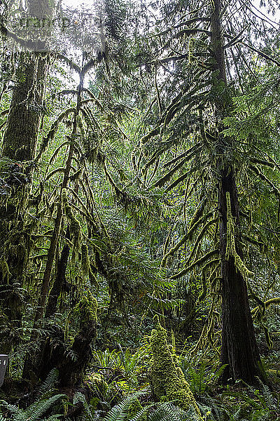 Flechtenbedeckte Bäume auf dem Marymere Falls Trail  Quinault-Regenwald  Olympia-Nationalpark  UNESCO-Weltkulturerbe  Bundesstaat Washington  Vereinigte Staaten von Amerika  Nordamerika