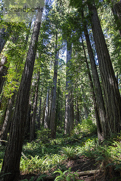 Riesenmammutbäume auf dem Trillium Trail  Redwood National- und Staatsparks  UNESCO-Weltkulturerbe  Kalifornien  Vereinigte Staaten von Amerika  Nordamerika