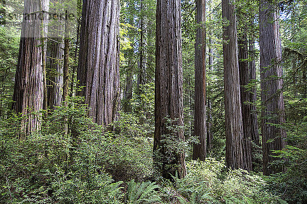 Zwischen Riesenmammutbäumen auf dem Pfadfinderpfad im Jedediah Smith Redwoods State Park  UNESCO-Weltkulturerbe  Kalifornien  Vereinigte Staaten von Amerika  Nordamerika