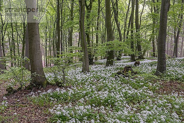 Blühender Bärlauch (Allium ursinum) im Buchenwald  Teutoburger Wald  Hilter  Nordrhein-Westfalen  Deutschland  Europa