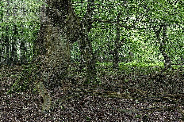 Alter Baum im Urwald Baumweg  Wald  Hutewald  Baum  Niedersächsische Landesforst  Oldenburger Münsterland  Emstek  Niedersachsen  Deutschland  Europa