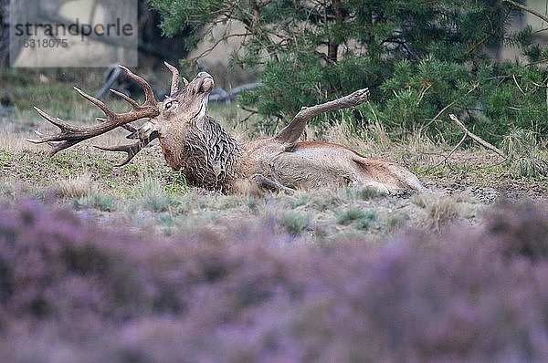 Rothirsch (Cervus elaphus) in der Suhle  Fortpflanzung  Nationalpark De Hoge Veluwe  Niederlande  Europa