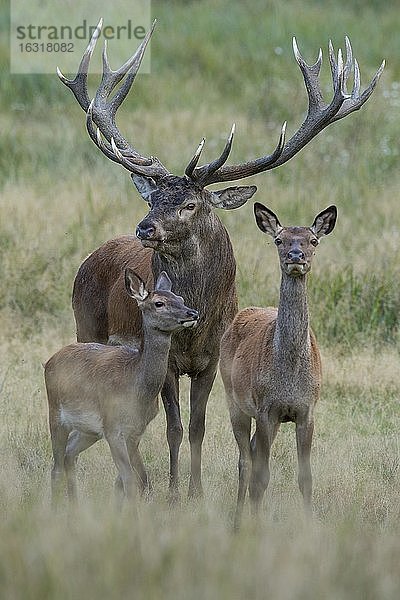 Alttier  Halb und Hirsch des Rothirsch (Cervus elaphus) in der Brunft  Klamptenborg  Kopenhagen  Dänemark  Europa