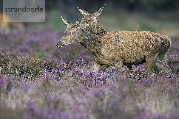 Zwei Alttiere des Rothirsch (Cervus elaphus) in blühender Heide  sichernd  Nationalpark De Hoge Veluwe  Niederlande  Europa