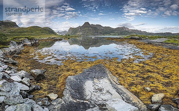 Fjordlandschaft bei Ebbe  gelber Seetang  Kelp  Braunalge Blasentang (Fucus vesiculosus)  Bergmassiv spiegelt sich im Meer  Lofoten  Nordland  Norwegen  Europa