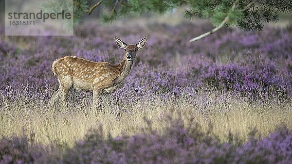 Kalb des Rothirsch (Cervus elaphus) in blühender Heide  sichernd  Nationalpark De Hoge Veluwe  Niederlande  Europa