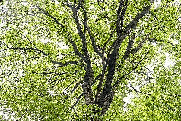 Krone einer Eiche (Quercus) im Urwald Baumweg  Wald  Hutewald  Baum  Niedersächsische Landesforst  Oldenburger Münsterland  Emstek  Niedersachsen  Deutschland  Europa