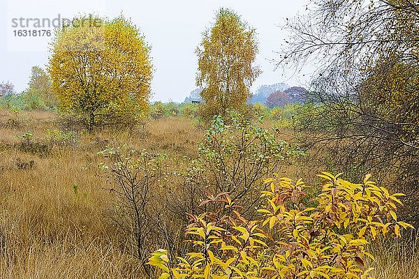 Birke (Betula) im herbstlichen Moor  Baum  Goldenstedt  Niedersachsen  Deutschland  Europa
