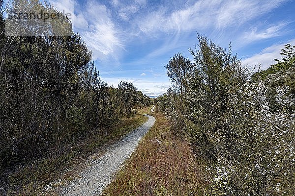 Wanderweg  Kepler Track  Fiordland Nationalpark  Southland  Südinsel  Neuseeland  Ozeanien