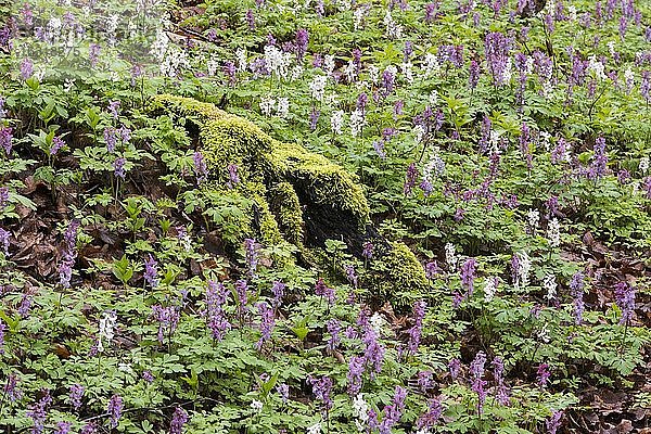 Hohler Lerchensporn (Corydalis cava) im Teutoburger Wald  Bad Iburg  Niedersachsen  Deutschland  Europa