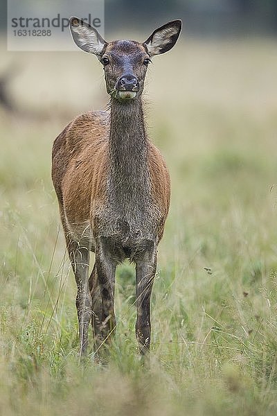 Kalb des Rothirsch (Cervus elaphus)  Klamptenborg  Kopenhagen  Dänemark  Europa