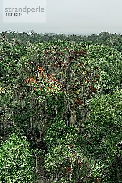 Regenwald  Tikal Nationalpark  Guatemala  Mittelamerika
