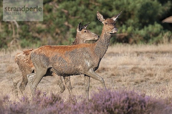 Zwei Alttiere des Rothirsch (Cervus elaphus) nach einem Schlammbad in der Suhle  Nationalpark De Hoge Veluwe  Niederlande  Europa