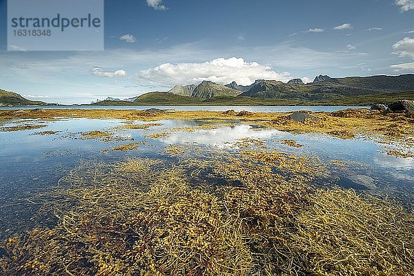 Gelber Seetang  Kelp  Braunalge Blasentang (Fucus vesiculosus) im Fjord bei Ebbe  hinten Berggipfel  Lofoten  Nordland  Norwegen  Europa