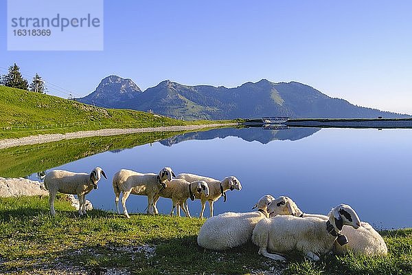 Schafe am Speichersee Walleralm  Sudelfeld  Wendelstein und Wildalpjoch  bei Bayrischzell  Mangfallgebirge  Oberbayern  Bayern  Deutschland  Europa